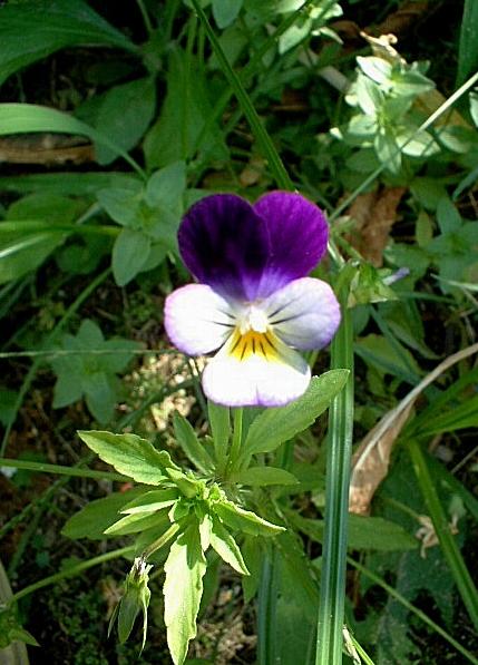 Viola tricolor / Viola del pensiero